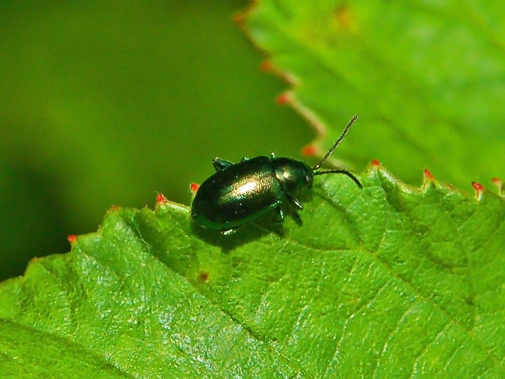 Chrysomelidae: Altica oleracea?